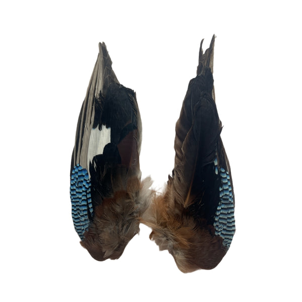 Veniard Blue Jay Wing Pair